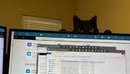 Decoração De Gato Bravo Nervoso Para Janela Parede Banheiro