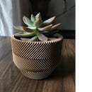 kit vasos suculenta estilo lazy