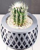 Vaso Decorativo para Cactus e Suculentas