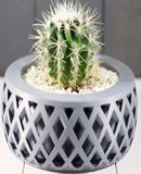 Vaso Decorativo para Cactus e Suculentas