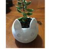 Vaso para suculenta flores formato gato lindo