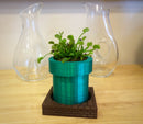 Vaso Suculentas - Tubo Modelo Mario brother retro