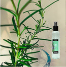 Perfume De Ambiente Alecrim